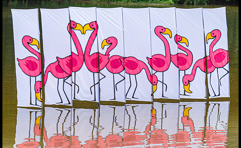 flamingos